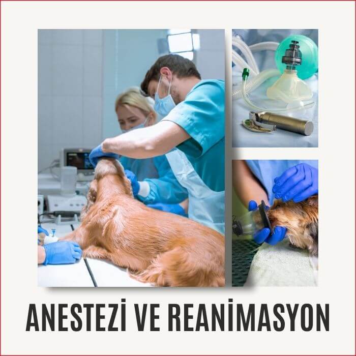 Anestezi ve Reanimasyon, üsküdar 24 saat açık acil nöbetçi veteriner kliniği
