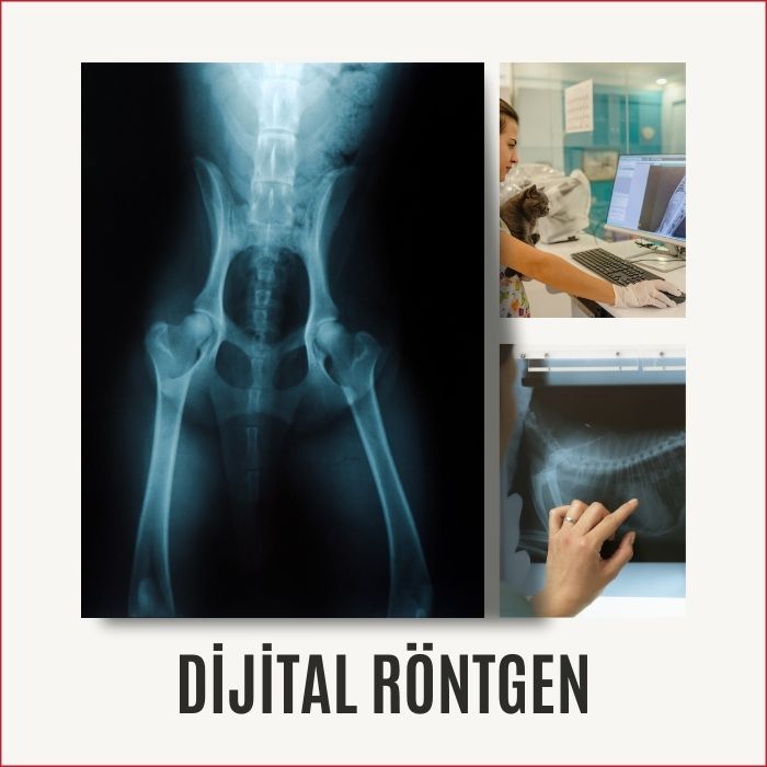 Dijital Röntgen, üsküdar 24 saat açık acil nöbetçi veteriner kliniği
