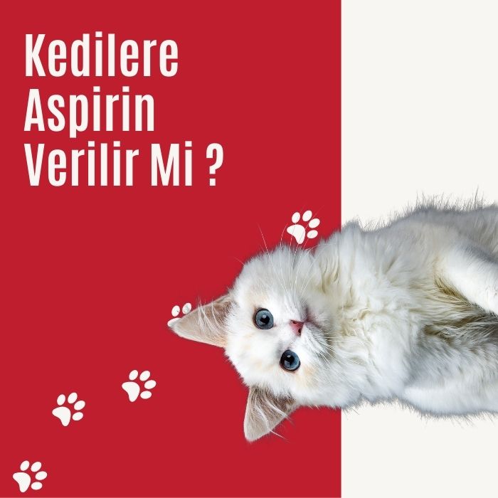 Kedilere Aspirin Verilir Mi ?