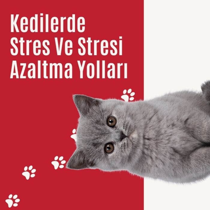 Kedilerde Stres Ve Stresi Azaltma Yolları